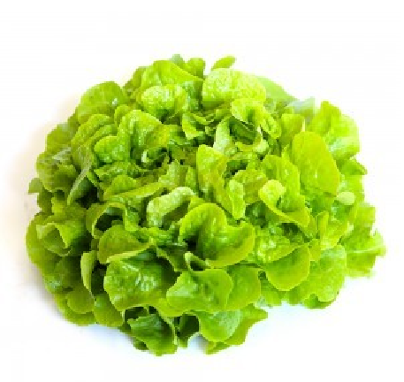 Salade FEUILLE DE CHENE BLONDE OU ROUGE pièce